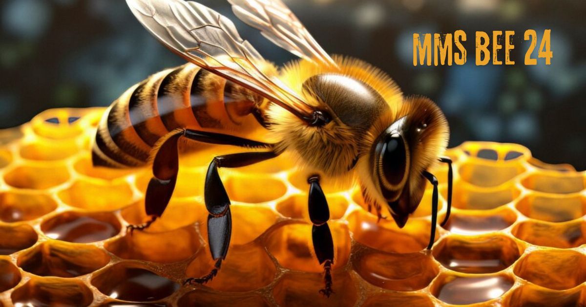 Everything You Need to Know About MMS 24 BEE